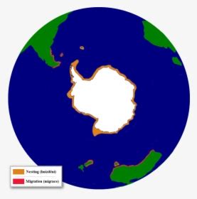 The Distribution Of The Adelie Penguin - Adelie Penguin Migration Map, HD Png Download ...