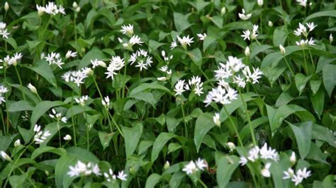 Wild Garlic Growing: Planting, Sowing, Harvesting, Soil, Propagation, Cooking and More | Farming ...