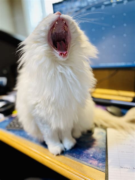 PsBattle: this cat sitting on a keyboard in front of a computer screen ...