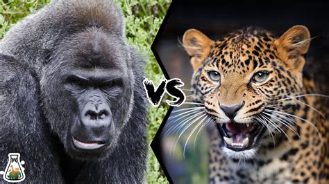 Gorilla Vs Leopard