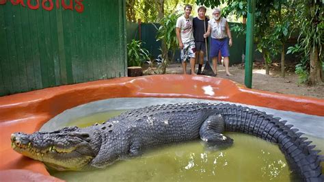 Cassius, the largest crocodile in captivity turns 120 - Our Planet