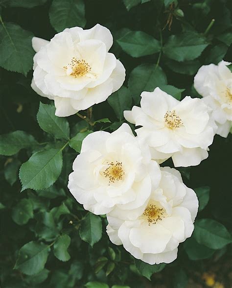 Rosa rugosa alba. The white version of Rosa rugosa. Blooms all season with cluster after cluster ...