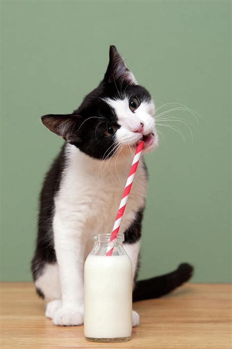 A Cat Drinking Milk From A Straw In A by Ben Queenborough