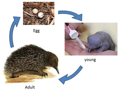 Stages in a life cycle | nexusp3science