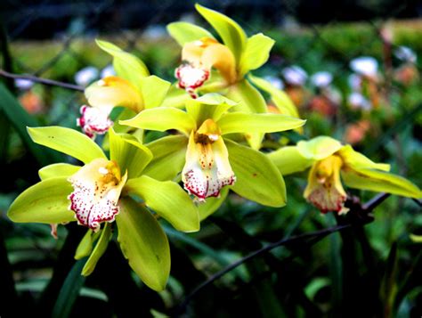 Orchids care | How to care Orchid | Orchid flower care - Naturebring