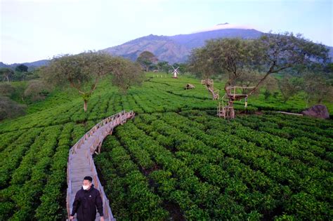 Kebun Teh Wonosari Lawang, Wisata Keluarga dan Petik Teh yang Menyejukkan - Tugumalang.id