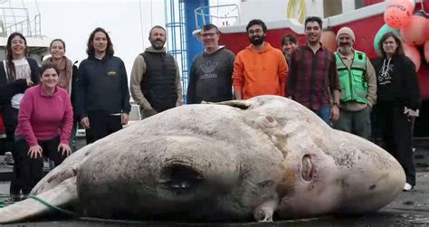 Biggest Fish Ever Caught: Giant Sunfish Reeled In Near Portugal