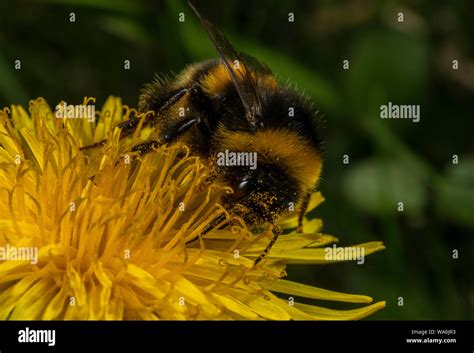 Queen Buff-tailed Bumblebee, Bombus terrestris visiting dandelion, in ...