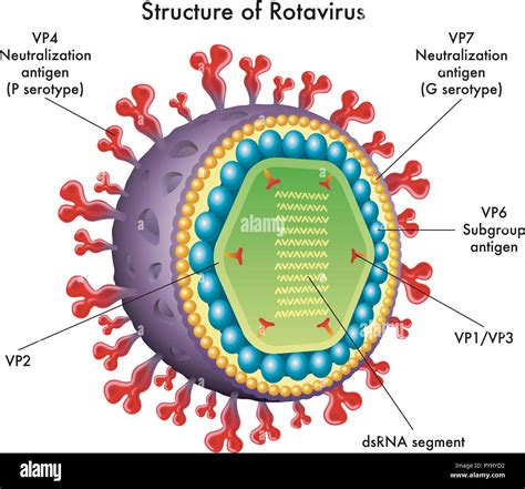 いろいろ double stranded rna is found in which virus 398302-Are there double stranded rna viruses ...