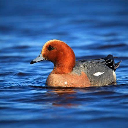 The Eurasian Wigeon - The Deafening Whistling Duck