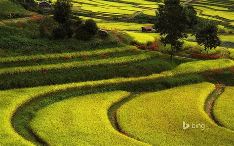 1080x2340px | free download | HD wallpaper: Green rural landscape-Bing wallpaper, green rice ...