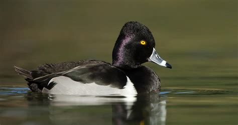 Ring-necked Duck Overview, All About Birds, Cornell Lab of Ornithology