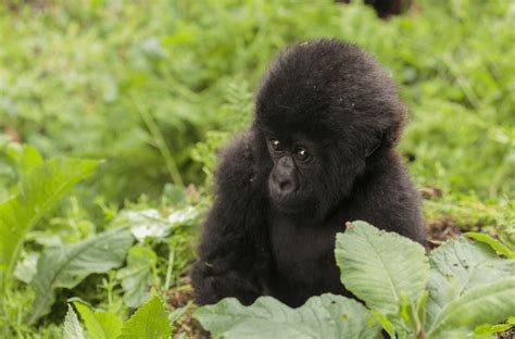 The Incredible Life of Baby Gorillas - 8 Amazing Facts & Pictures - Animal Corner