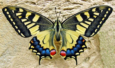 Free Images : nature, wing, wildlife, insect, bug, black, colorful, yellow, fauna, invertebrate ...