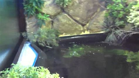 Building the caimans new habitat 2 - YouTube