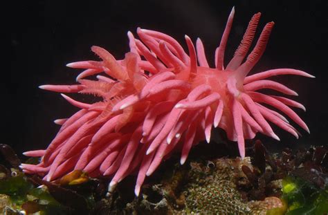 Sea slug masses migrate to Northern California coast | Sea slug, Sea ...