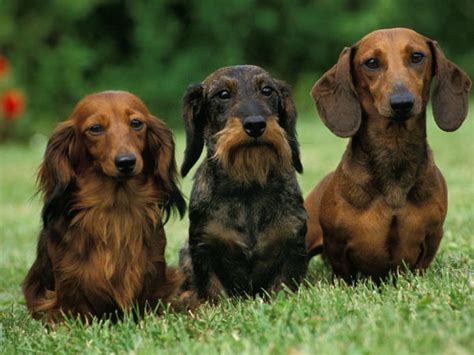 Do Long, Smooth, and Wire Haired Dachshunds Have Different ...