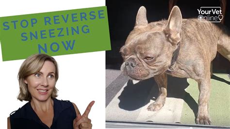 How To Help With Reverse Sneezing In Dogs