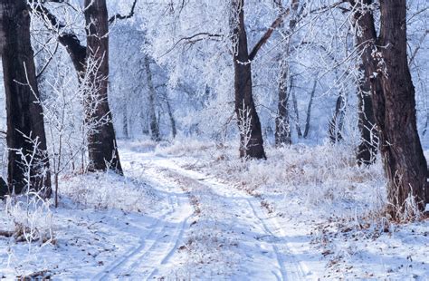 Winter Landscape Free Stock Photo - Public Domain Pictures