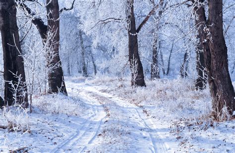 Winter Landscape Free Stock Photo - Public Domain Pictures