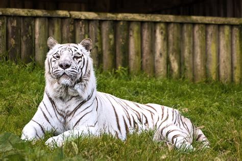 Proud | Taken at Belfast Zoo. (map) | Etrusia UK | Flickr