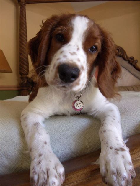 136 best images about Welsh Springer Spaniel on Pinterest | Puppy face, Spaniels and Search