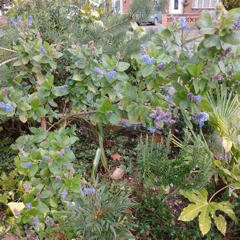 Ceanothus, Evergreen California Lilac Varieties