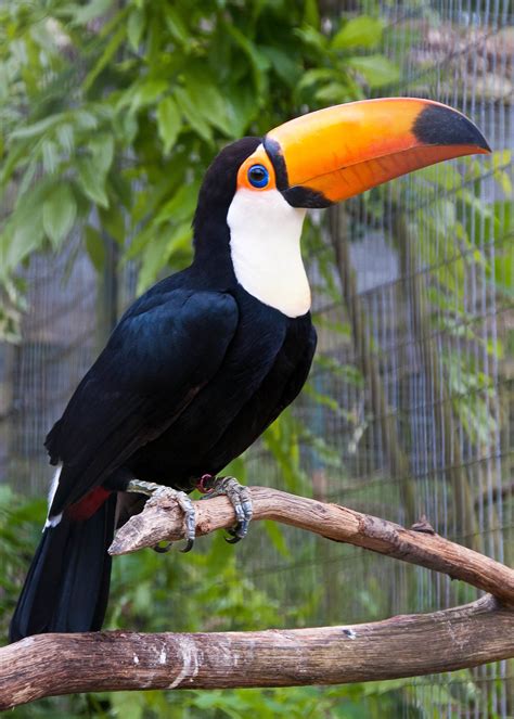 Toco toucan - Wikipedia