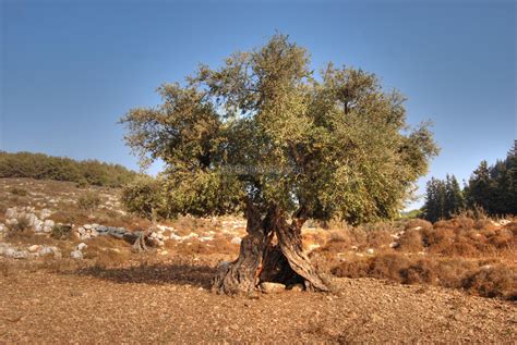 olive trees in israel - Eden Newsletter Bildergallerie