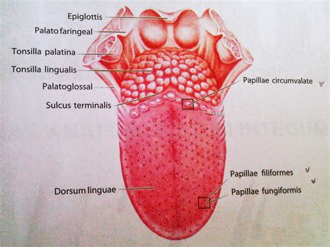 Berbagi Ilmu: Sistem Indera