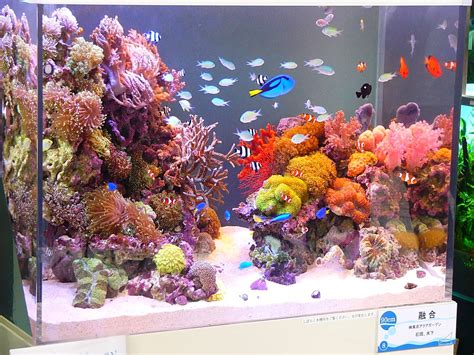Aquarium produced by TokyoAquagarden | Marine fish tanks, Saltwater tank, Fish tank