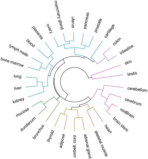 Dendrogram associated to the complete-linkage clustering of 30 ...