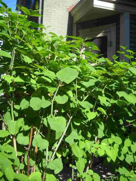 🏡 How to identify Japanese knotweed - An In-depth Guide