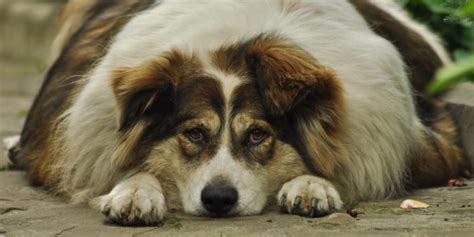 Obesity in Dogs: Tips for Controlling Dog Weight! - The Dogman