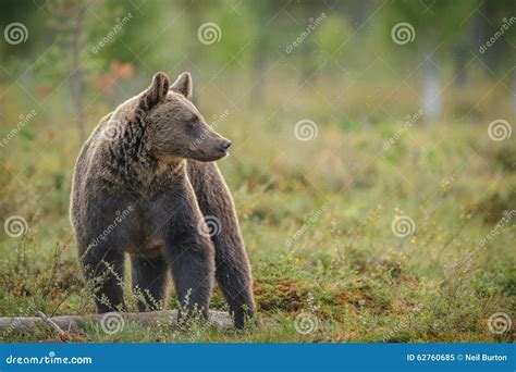 Brown bear, Finland stock image. Image of arctos, berry - 62760685