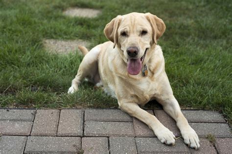 Labrador Retriever facts