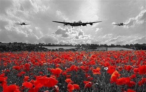 We will remember them | Remembrance day art, Remembrance day pictures, Poppy images