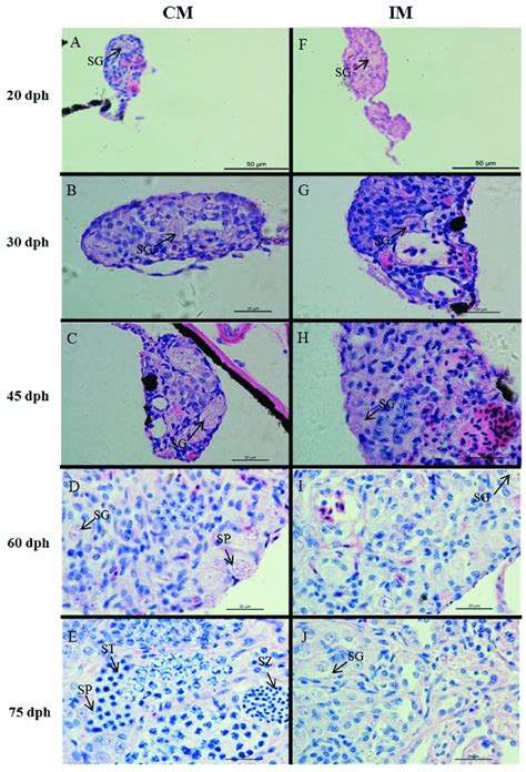 Gonad histology of control males (CM) and high-temperature-induced ...