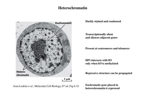 PPT - Heterochromatin PowerPoint Presentation, free download - ID:759476