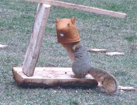 Friday Fun Photo: Squirrel-Head Feeder - Birds and Blooms