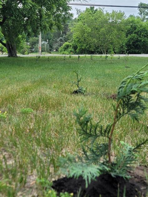 Thuja Green Giants for Sale | FastGrowingTrees.com