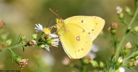 Clouded Yellow Butterfly | Yellow butterfly, Butterfly, Creatures