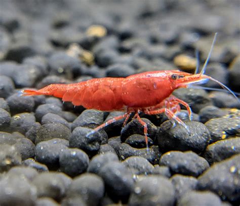 Cherry Shrimp For Sale | Fire Red Cherry Shrimp | Shrimpy Business