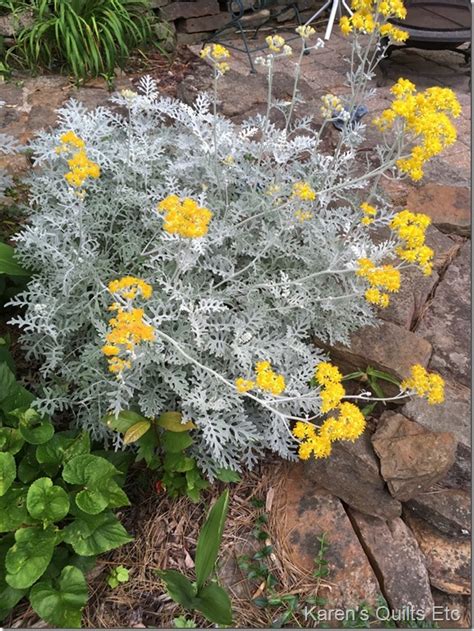 The Dusty Millers are getting more and more full blossomed yellow ...