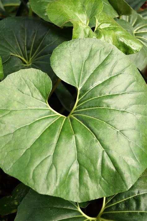 Big Leaf Plants: 12 Outdoor Plants With Astonishingly Giant Leaves