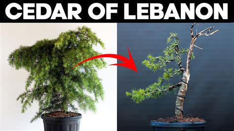 Lebanon Cedar Bonsai Tree Care: Expert Tips for Thriving Growth - bonsaitalks.com