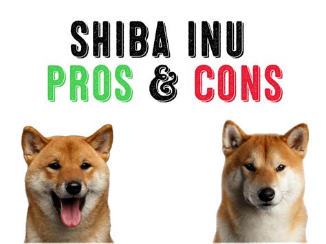 Shiba Inu – The Pros And The Cons - My First Shiba Inu