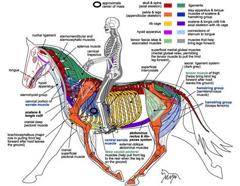 Horse & rider anatomy | Horse anatomy, Horse facts, Equine massage