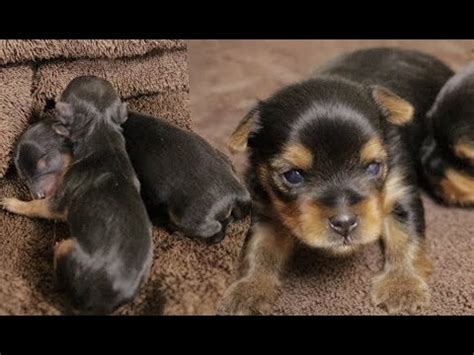 What Color Are Yorkie Puppies When They Are Born