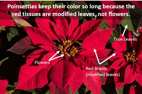 Poinsettias: Reblooming Is Fun, But Challenging